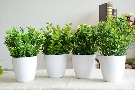 除甲醛綠色植物 除甲醛綠色植物